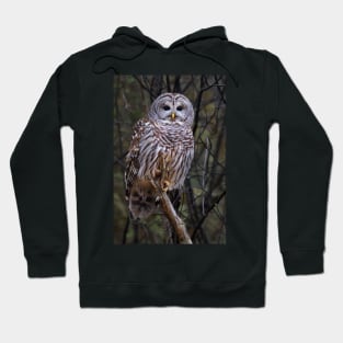 Barred Owl Hoodie